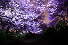 桜道