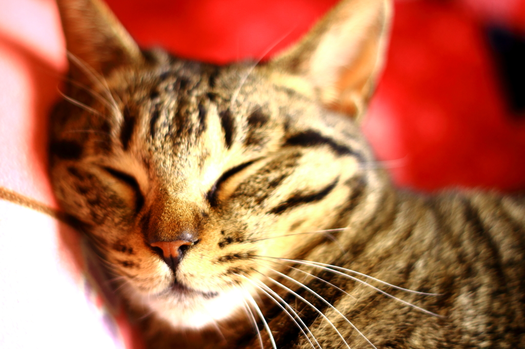 我が家の猫。