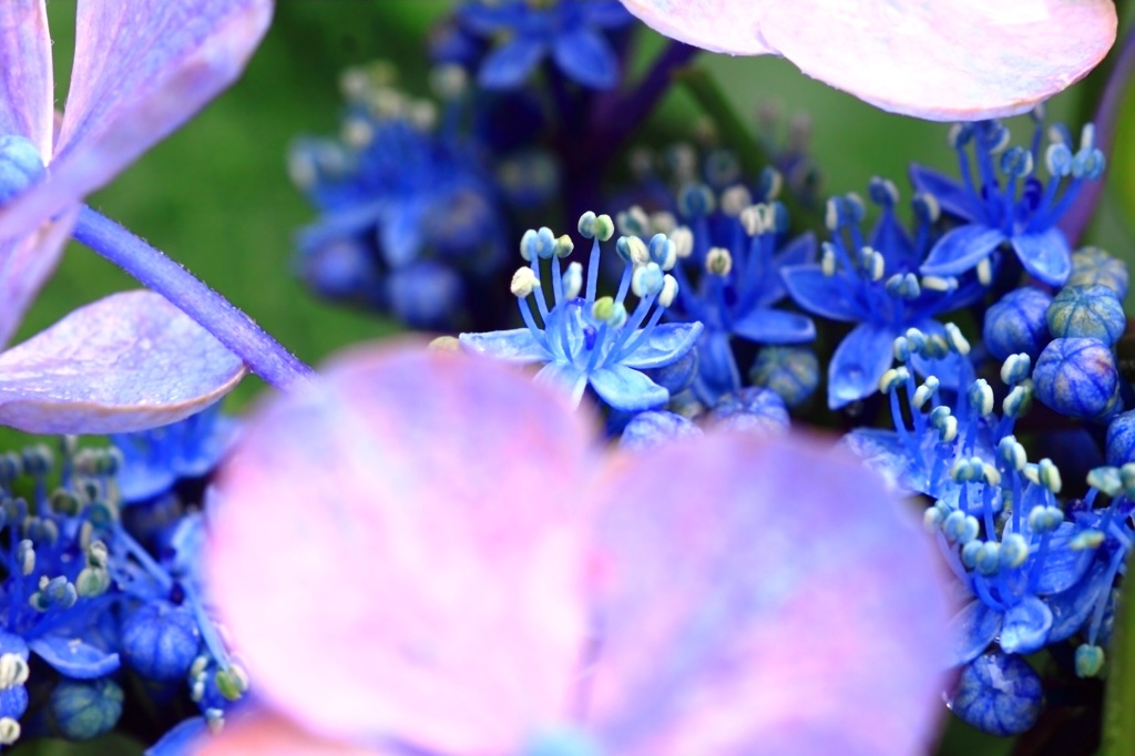 紫陽花の家