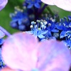 紫陽花の家