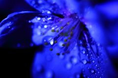 潤い桜２