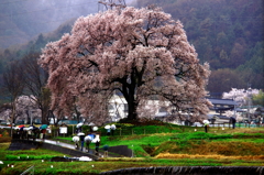 ワニ桜