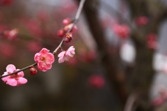 冬咲いて