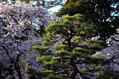 松桜２