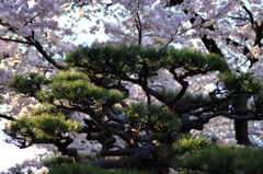 松桜