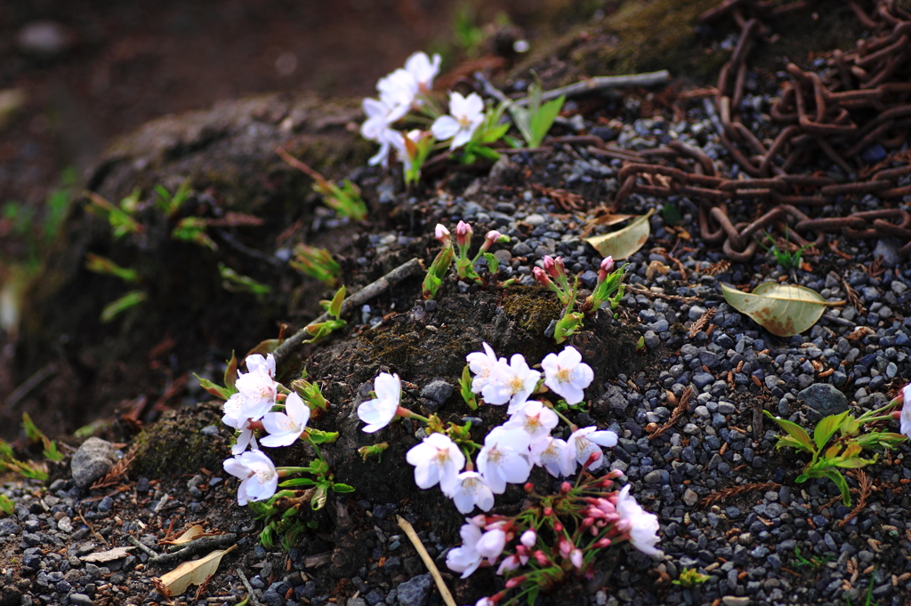 地上の桜