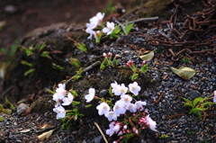 地上の桜