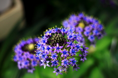 ハーブ庭園にて。