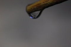 枝の水玉