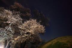 夜桜２