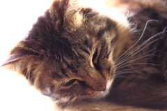 我が家のぺット１