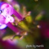 あなたの花の名は？