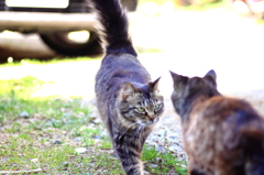 我が家の猫３