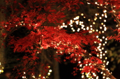 イルミ紅葉