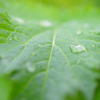 雨上がり。