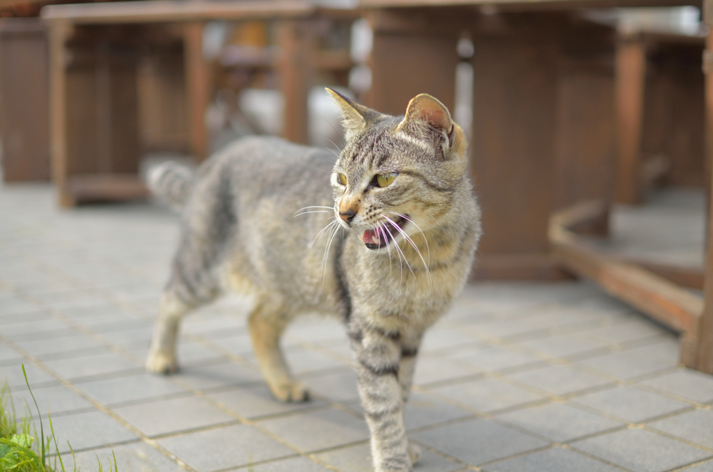 cat walk