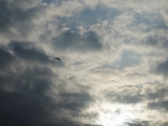 空と鳶