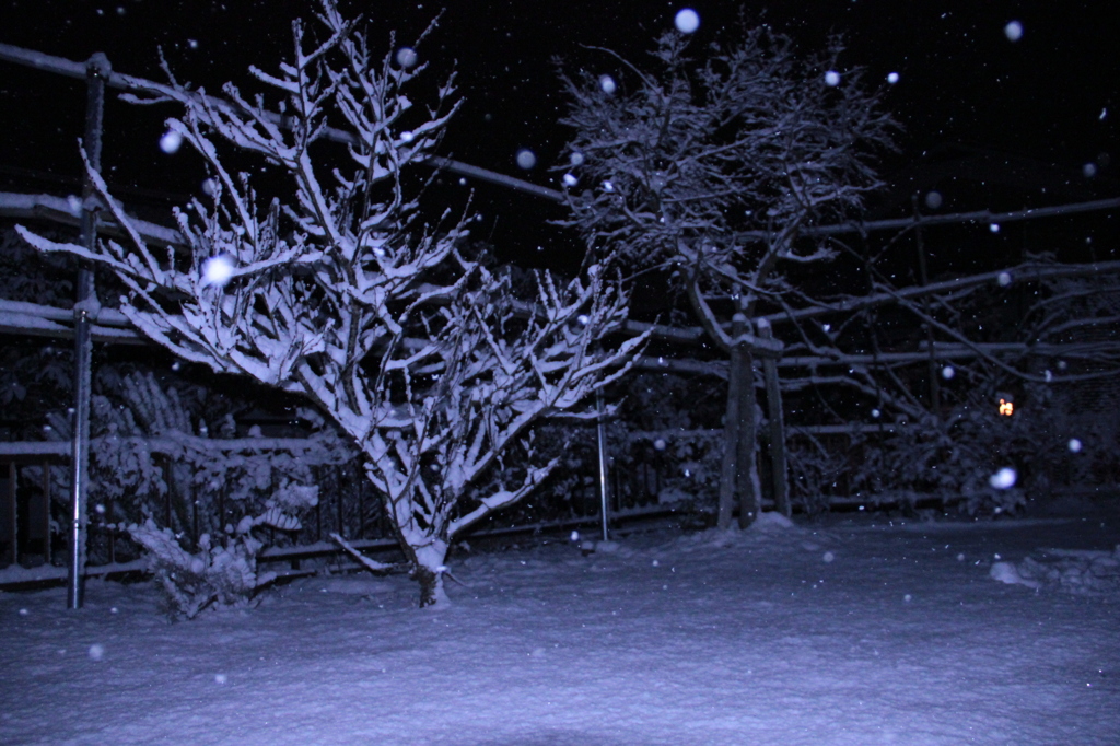 雪の庭