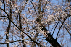千本桜2