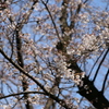 千本桜2
