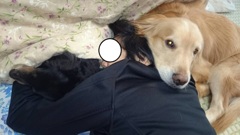 犬　人　犬