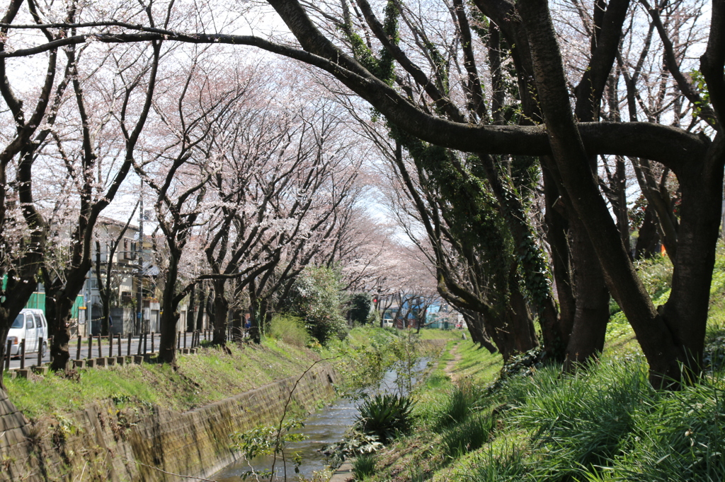 大和市　千本桜