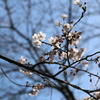 千本桜3