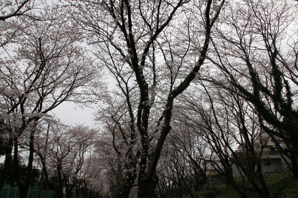 雨の降る前に