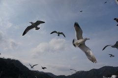 伊根のウミネコ