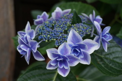 倉吉の紫陽花