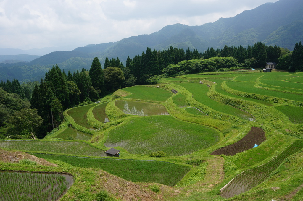 うえ山の棚田