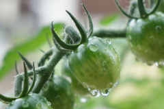雨のプチトマト