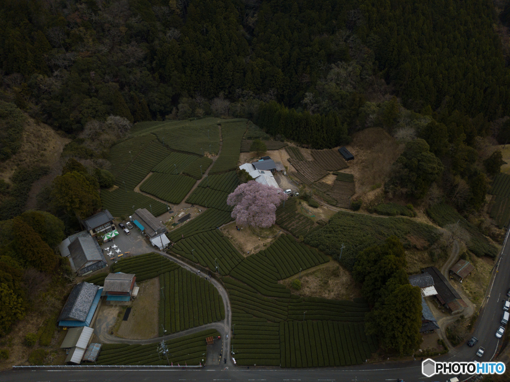 一期一会の江戸彼岸ー牛代水目桜