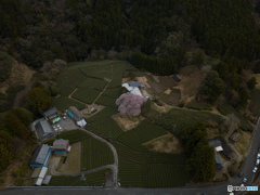 一期一会の江戸彼岸ー牛代水目桜