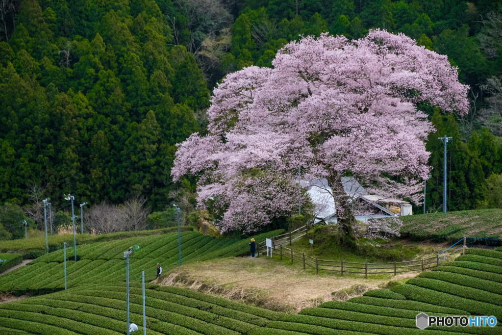 江戸彼岸ー牛代水目桜