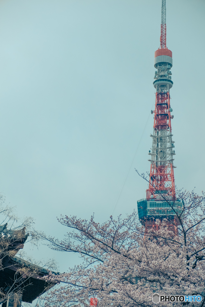 桜化粧