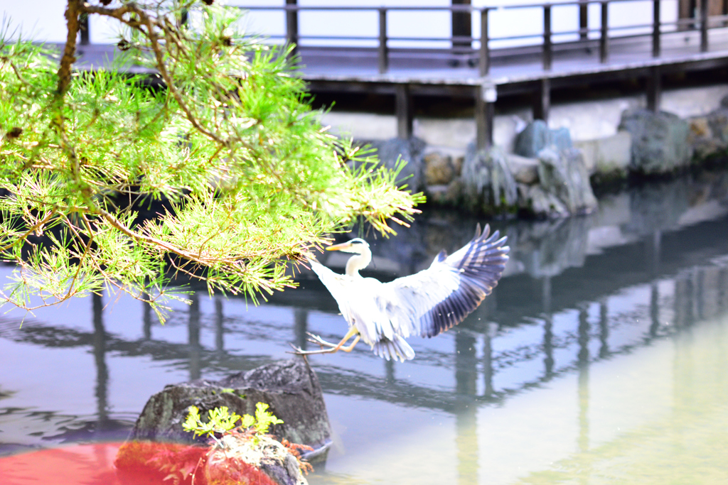 金閣寺に訪ねる鶴様