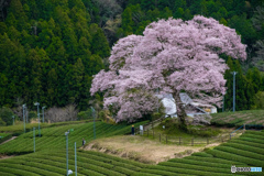 300年の牛代水目桜