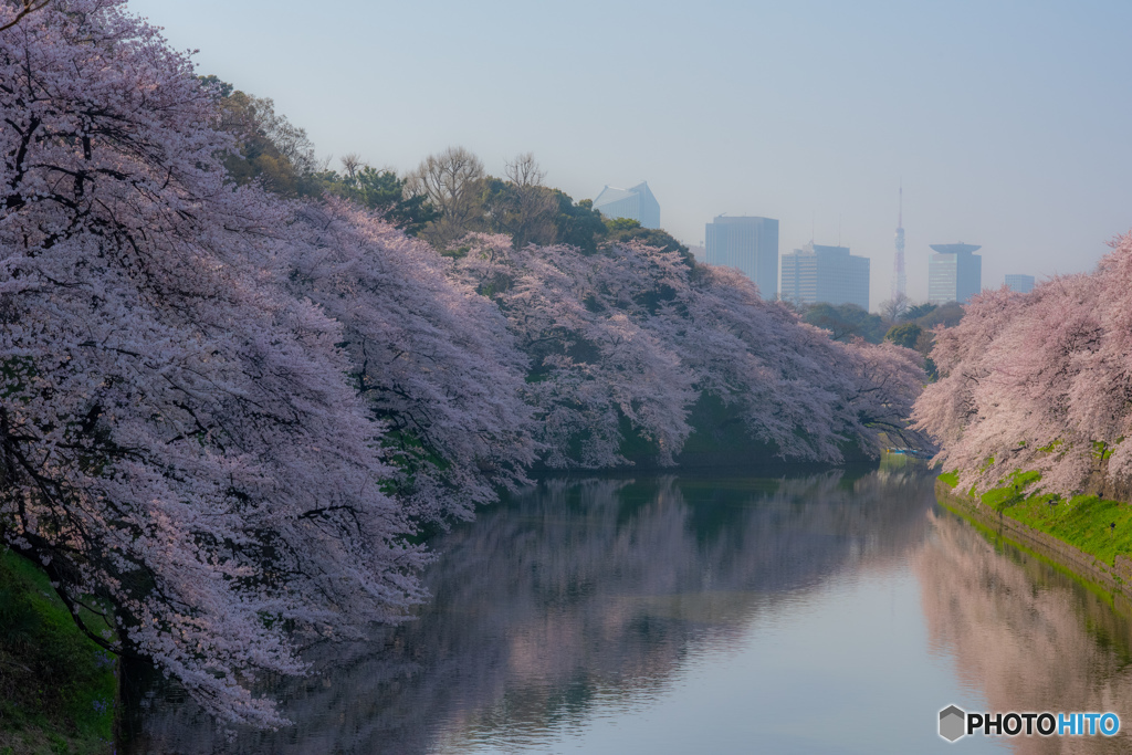 2015年の千鳥ヶ淵