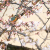 桜カワセミ　開花編その２