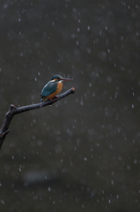 雪カワセミ　2015-2