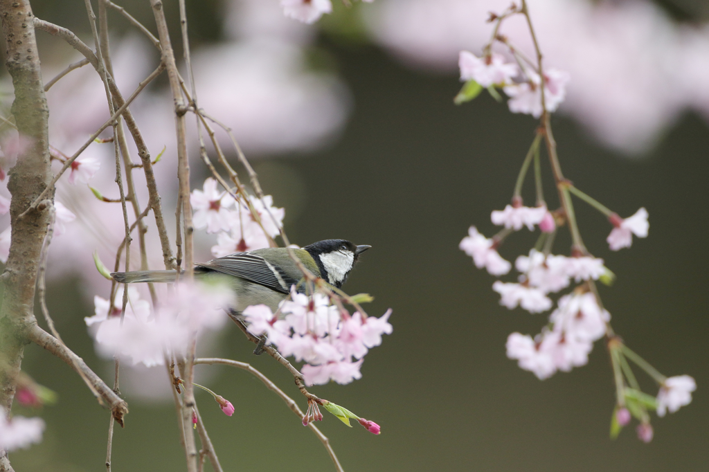 しだれ桜に・・・・２