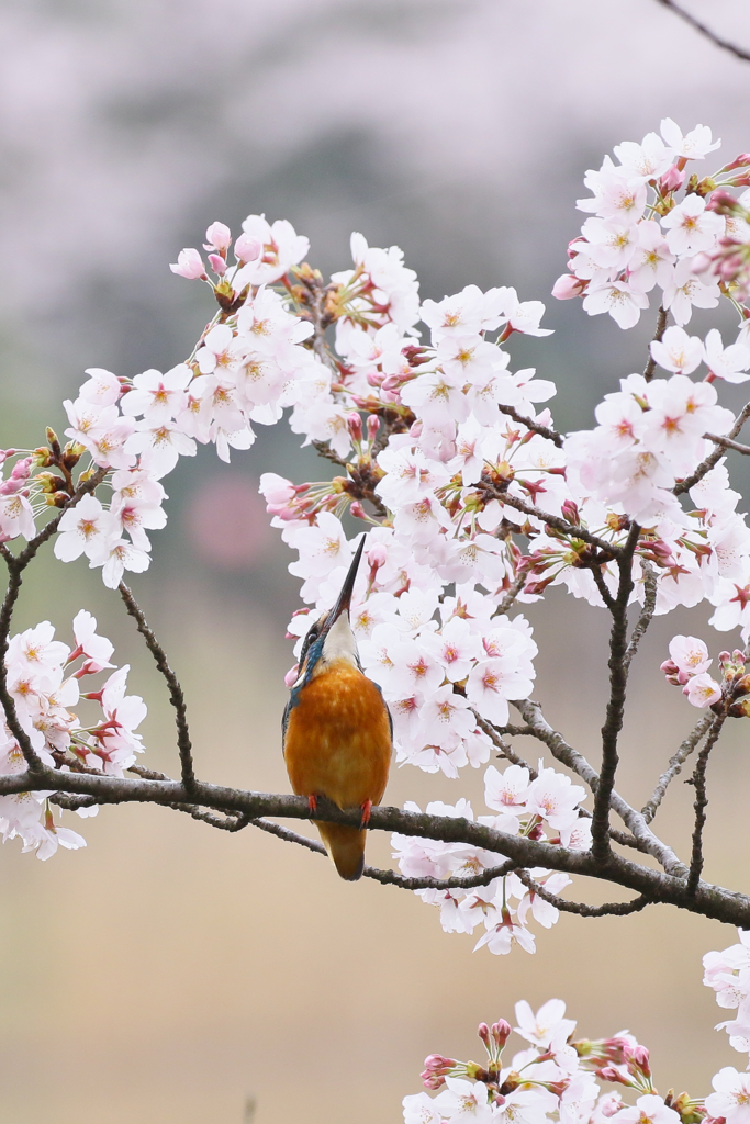 2017桜翡翠　２