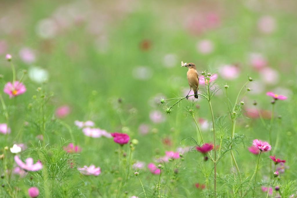 花園でお食事中その２
