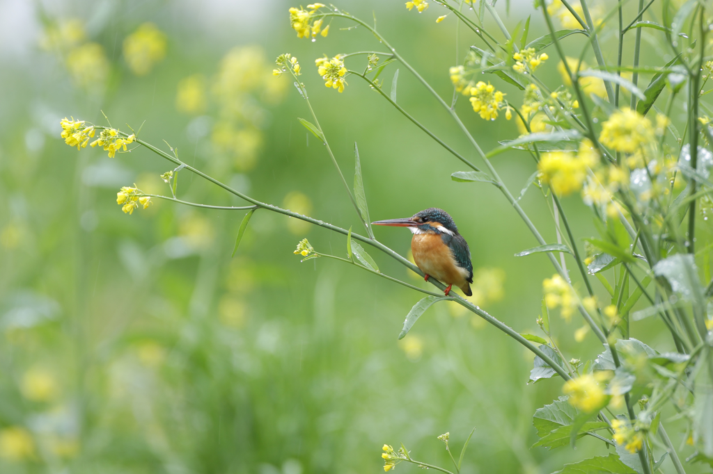 雨の菜の花どまり2015-4