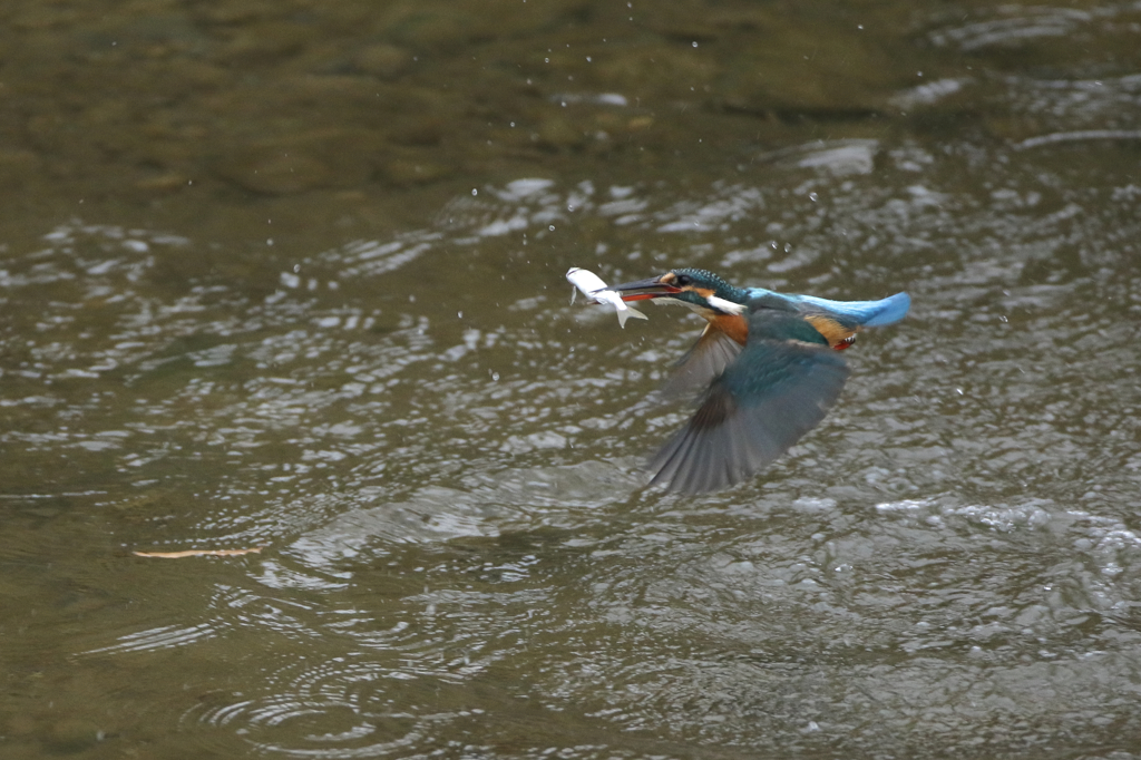 大物ゲット！！