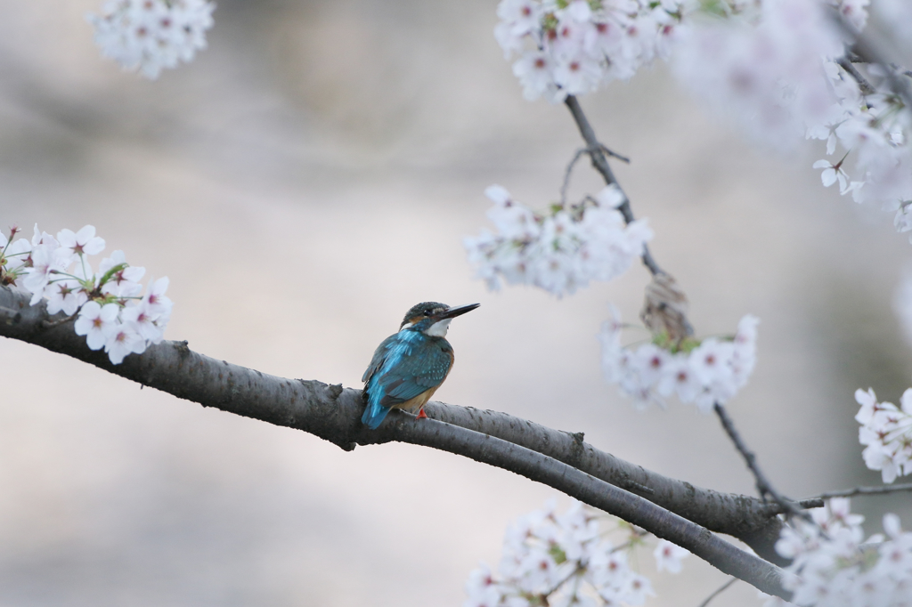 早朝の桜カワセミ２