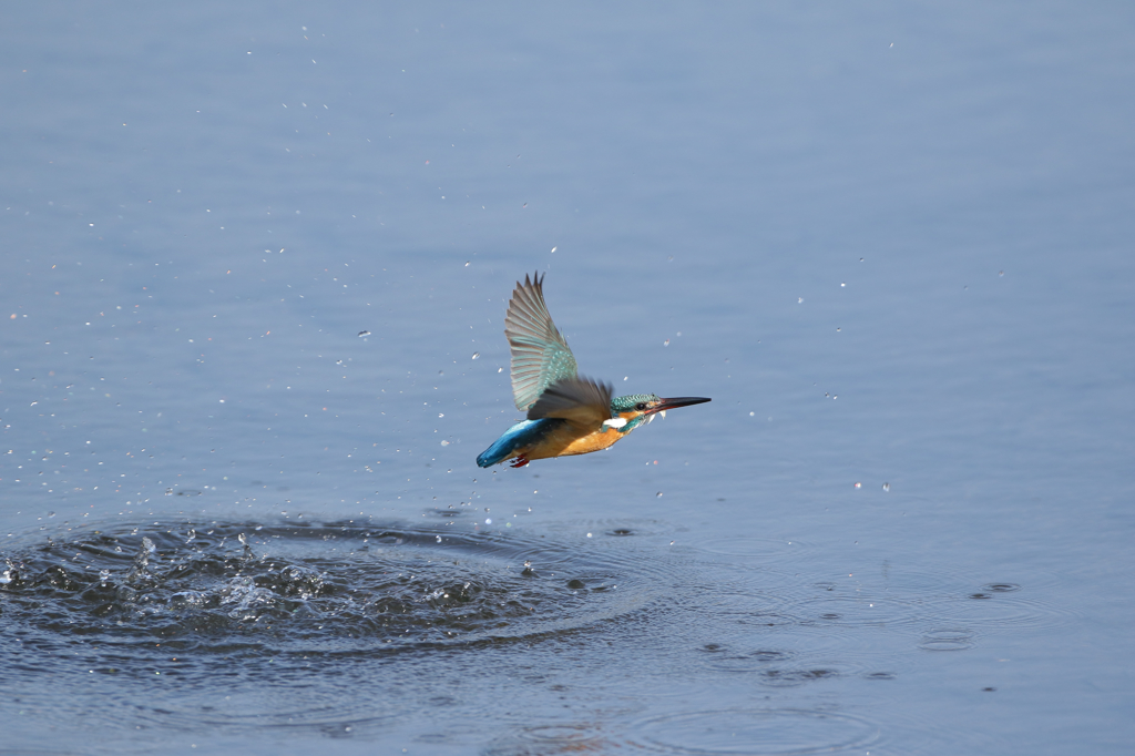 カワセミ＜2015.2.15＞