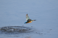 カワセミ＜2015.2.15＞