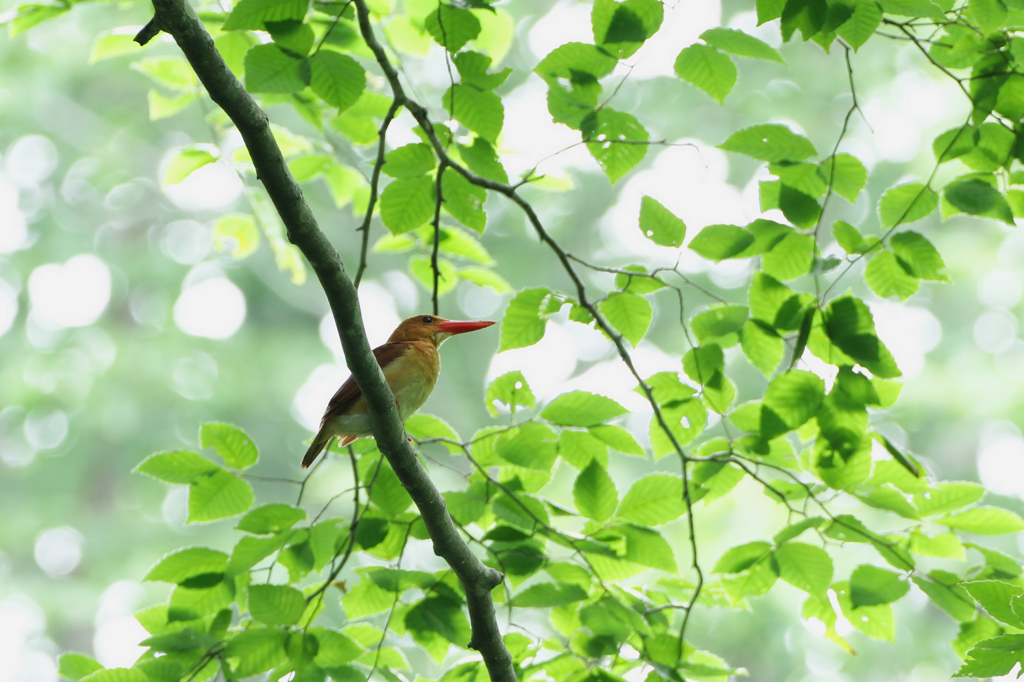 在庫よりアカ様